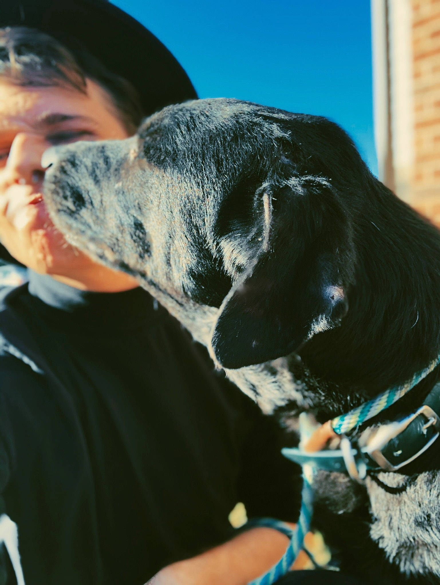 Connor joined the competition — help win amazing prizes! canidae, carnivore, collar, companion_dog, dog, dog_breed, dog_collar, ear, fawn, fur, gesture, guard_dog, happy, hunting_dog, jaw, snout, sporting_group, working_dog