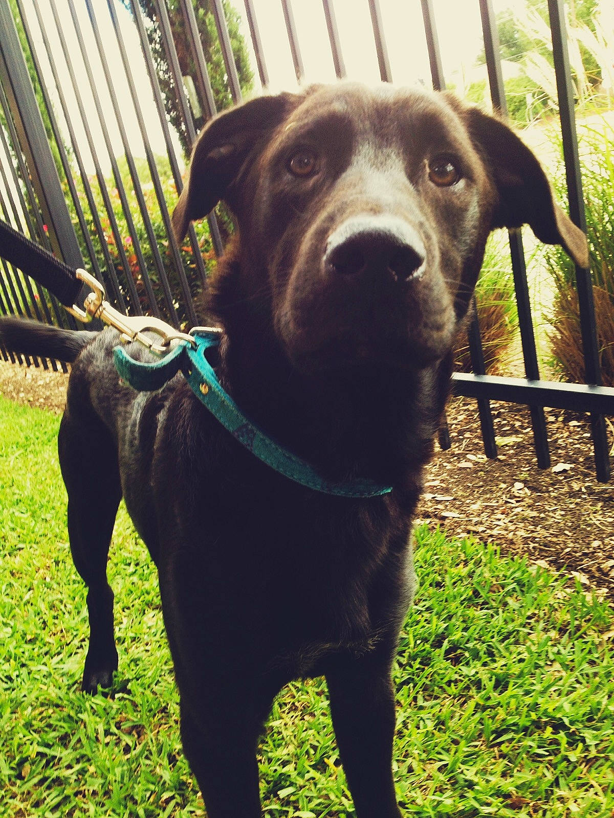 Connor is registered to the contest to win money with this photo: borador, canidae, carnivore, collar, companion_dog, dog, dog_breed, dog_collar, dog_supply, fawn, fence, grass, pet_supply, plant, snout, sporting_group, tail, terrestrial_animal, whiskers, working_animal