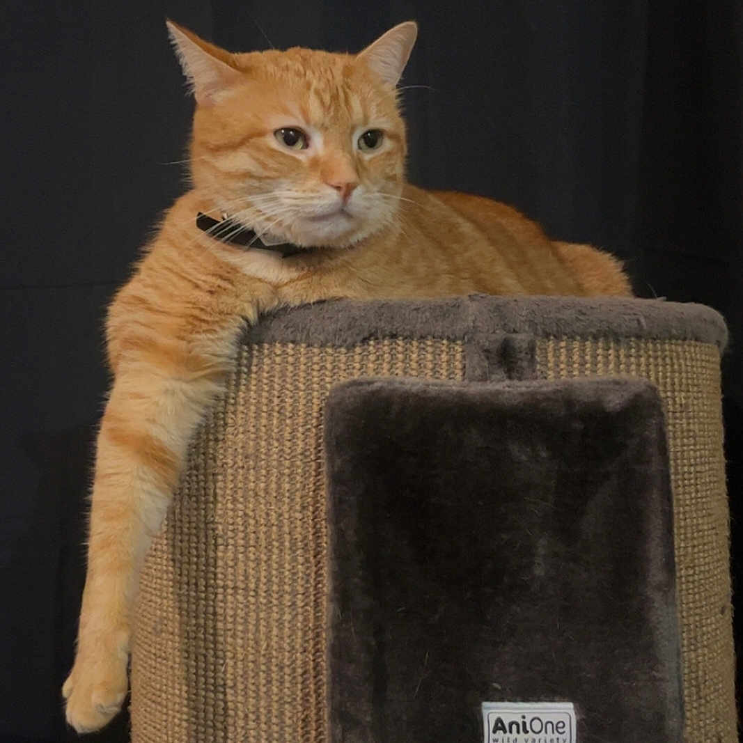 Rony participe au concours pour gagner de l'argent avec cette photo : animal, animal_house, black_background, calm, cat, collar, cute, domestic, feline, fur, indoor, mammal, orange_tabby, paw, pet, portrait, relaxed, resting, scratching_post, soft_texture