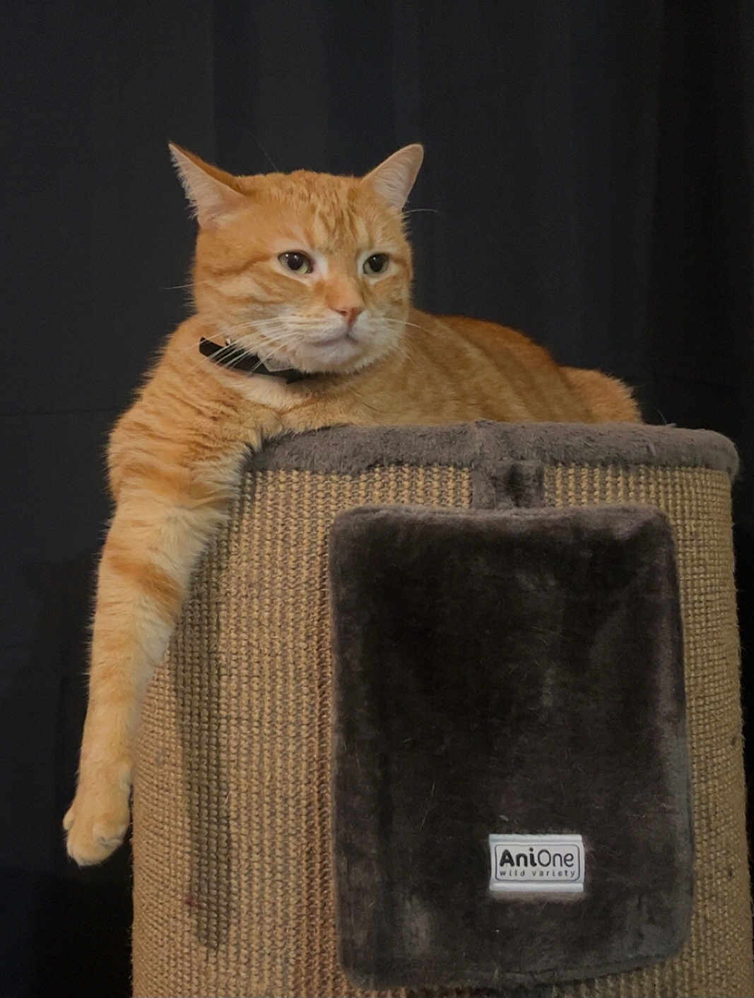 Rony participe au concours pour gagner de l'argent avec cette photo : cat, orange_tabby, pet, animal, feline, indoor, scratching_post, relaxed, paw, collar, fur, resting, cute, mammal, domestic, portrait, black_background, soft_texture, animal_house, calm