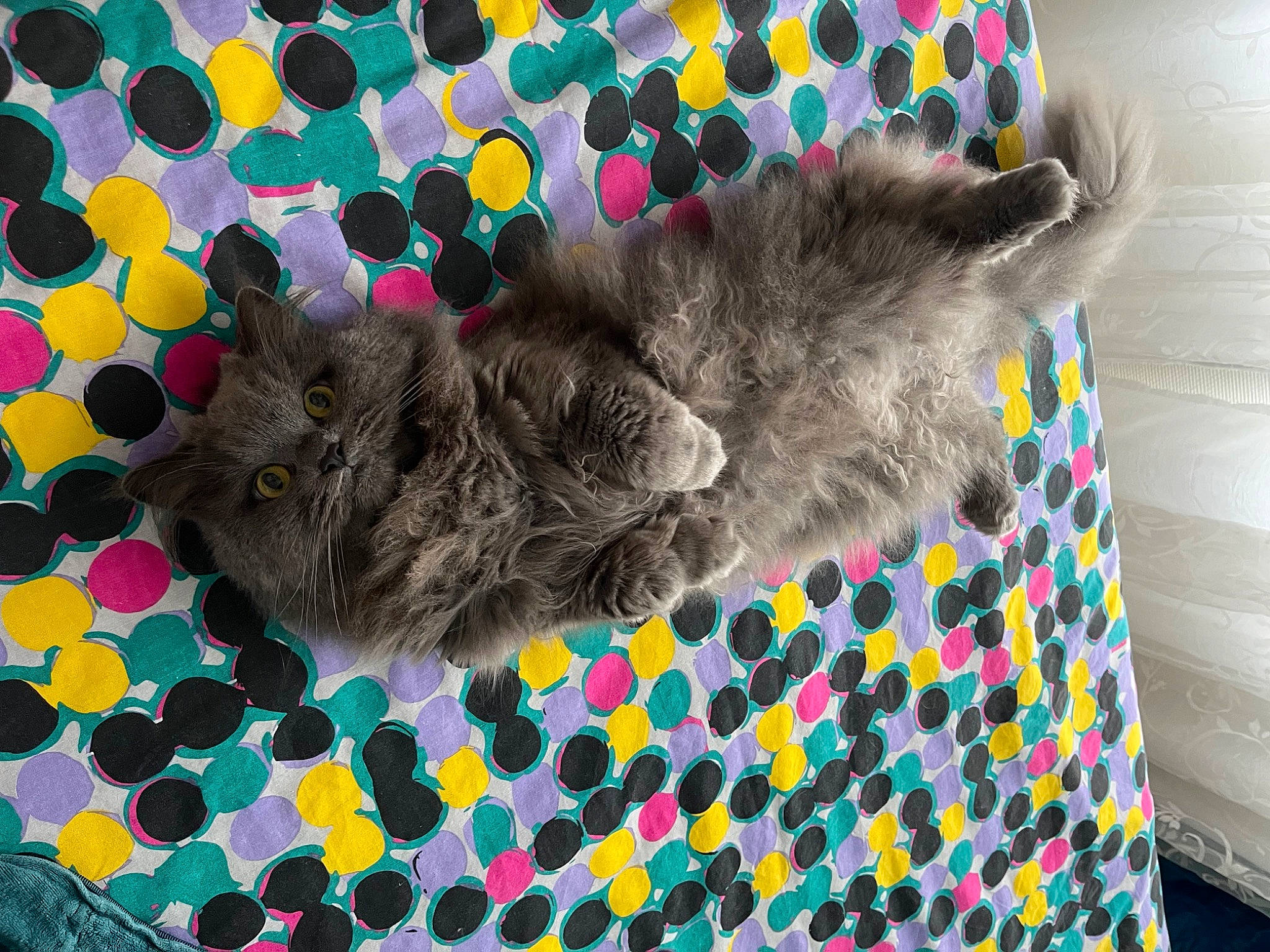 Oreo a rejoint le concours — aidez-le/la à gagner de superbes lots ! art, carnivore, cat, creative_arts, electric_blue, felidae, fur, grey, linens, magenta, mammal, pattern, product, rectangle, sleeve, small_to_medium_sized_cats, tail, textile, visual_arts, whiskers