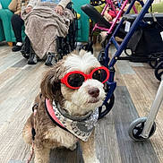 Bella joined the competition — help win amazing prizes! dog, sunglasses, bandana, leash, floor, elderly_people, wheelchair, walker, indoor, wooden_floor, pet, companion, therapy_dog, seated, people, furniture, lighting, comfort, accessories, cute