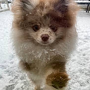 Finn is registered to the contest to win money with this photo: animal, background, close_up, cold, curious, cute, dog, face, fluffy, frost, fur, glass, nose, outdoor, paw, paw_pad, pet, pomeranian, snow, winter