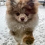 animal, background, close_up, cold, curious, cute, dog, face, fluffy, frost, fur, glass, nose, outdoor, paw, paw_pad, pet, pomeranian, snow, winter