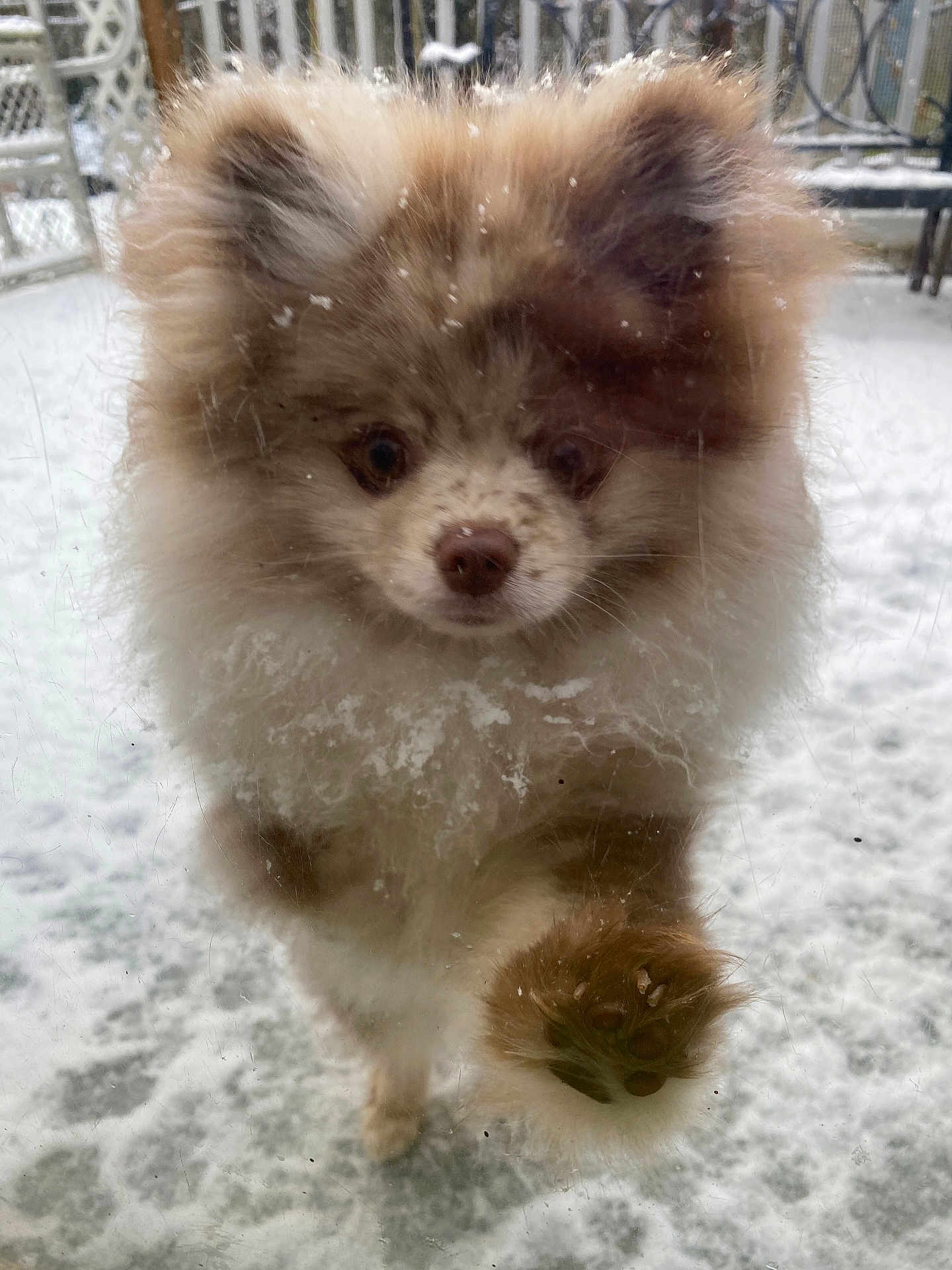 Finn
