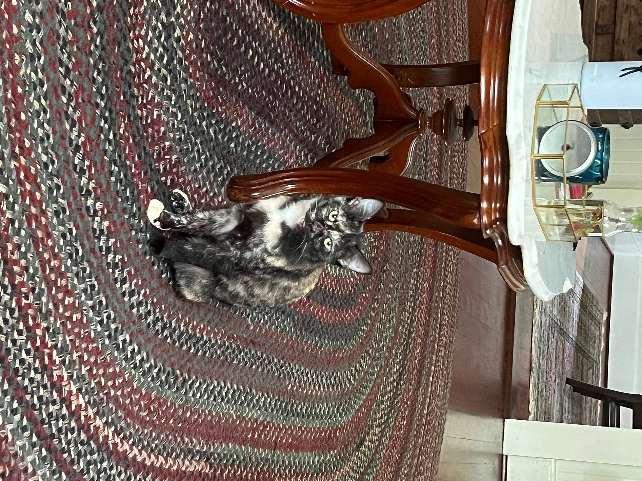 Morticia joined the competition — help win amazing prizes! carnivore, cat, domestic_short_haired_cat, felidae, flooring, fur, grey, hardwood, linens, machine, metal, musical_instrument, pattern, room, small_to_medium_sized_cats, tail, wood, wood_stain, woven_fabric