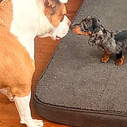 Kichta Et Ayla participe au concours pour gagner de l'argent avec cette photo : dog, dachshund, bulldog, puppy, pet, nose_to_nose, sniffing, interaction, dog_bed, floor, hardwood_floor, indoor, furniture, couch, blanket, paws, playful, small_dog, large_dog, companion