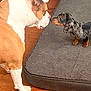 dog, dachshund, bulldog, puppy, pet, nose_to_nose, sniffing, interaction, dog_bed, floor, hardwood_floor, indoor, furniture, couch, blanket, paws, playful, small_dog, large_dog, companion