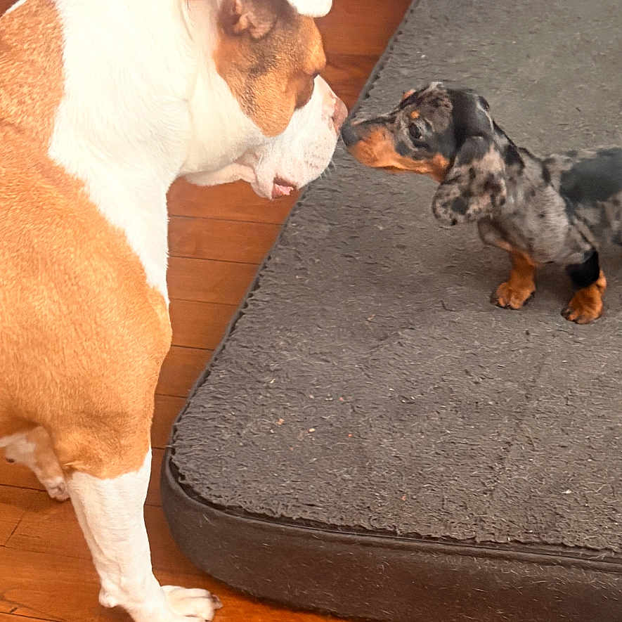 Kichta Et Ayla participe au concours pour gagner de l'argent avec cette photo : blanket, bulldog, companion, couch, dachshund, dog, dog_bed, floor, furniture, hardwood_floor, indoor, interaction, large_dog, nose_to_nose, paws, pet, playful, puppy, small_dog, sniffing