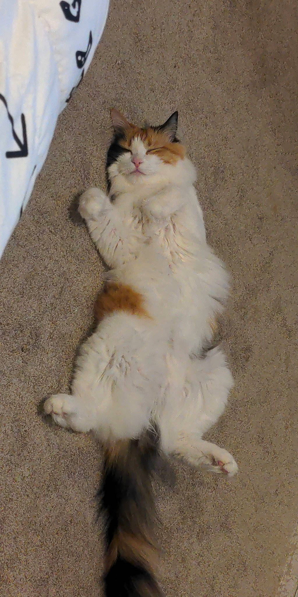 Kari is registered to the contest to win money with this photo: british_longhair, carnivore, cat, claw, comfort, fawn, felidae, foot, fur, paw, sitting, small_to_medium_sized_cats, snout, tail, terrestrial_animal, toe, whiskers