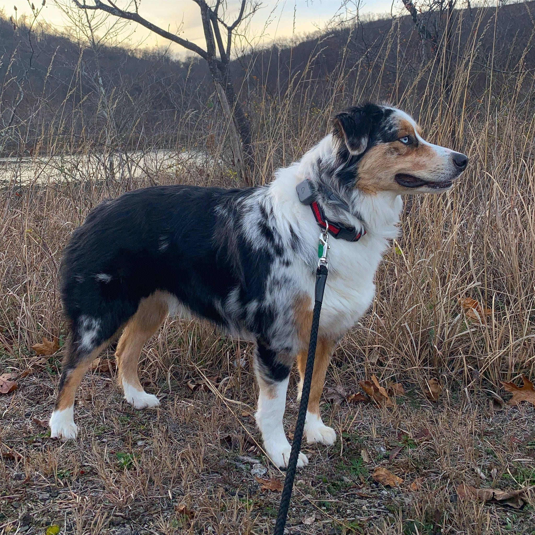 Fernando is registered to the contest to win money with this photo: australian_collie, australian_shepherd, canidae, carnivore, companion_dog, dog, dog_breed, english_shepherd, herding_dog, hunting_dog, mammal, rare_breed_dog, sporting_group, texas_heeler, vertebrate, welsh_sheepdog, working_dog