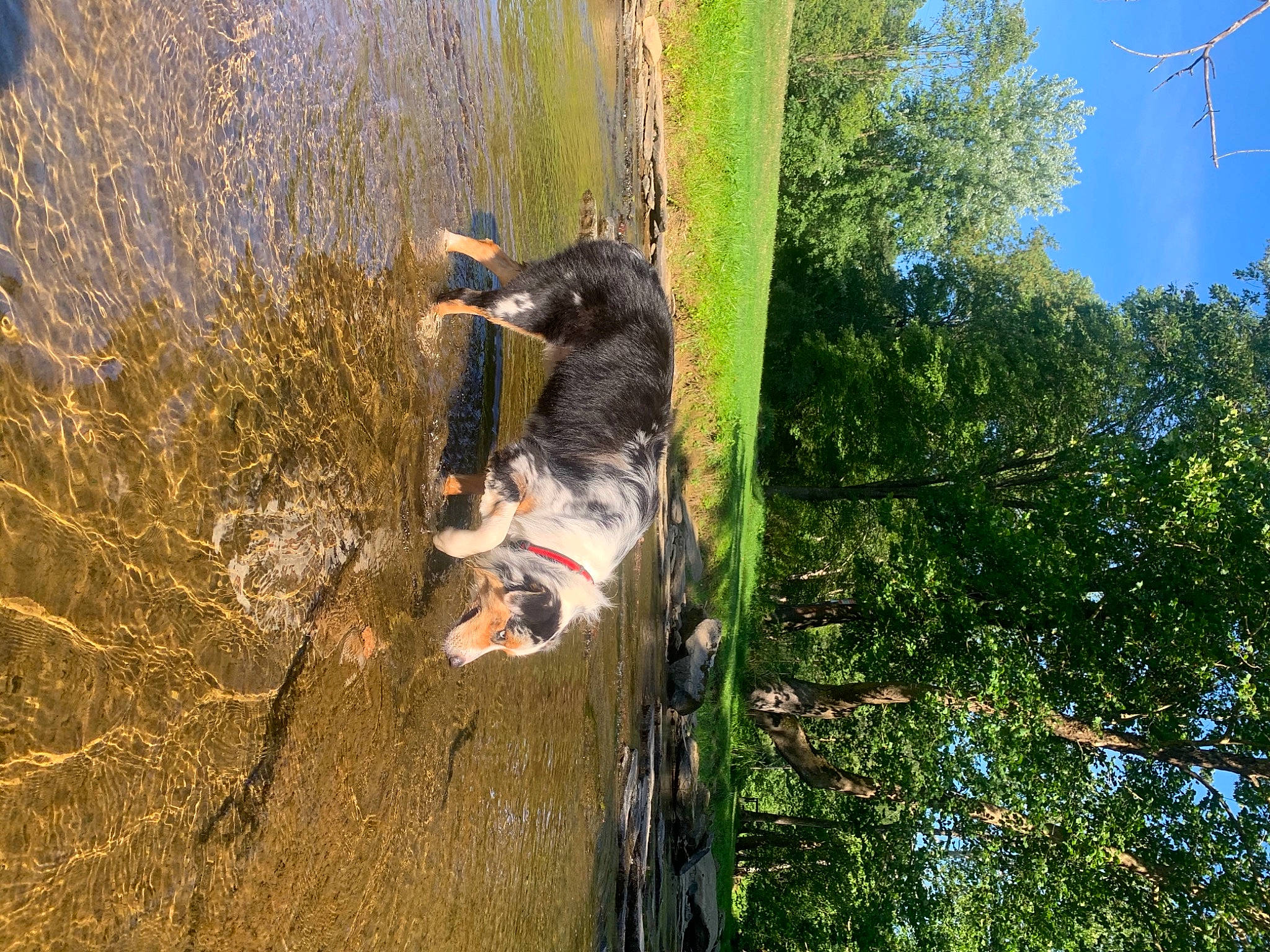 Fernando joined the competition — help win amazing prizes! adventure, canidae, plant, sporting_group, tree