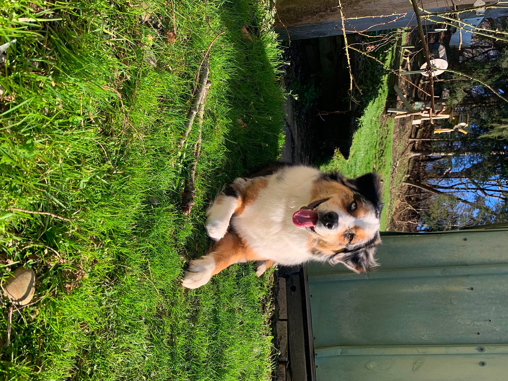 Fernando is registered to the contest to win money with this photo: canidae, carnivore, cat, dog_breed, fawn, felidae, grass, plant, small_to_medium_sized_cats, sporting_group, tail, tree