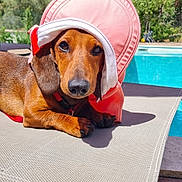 Ugo Boss a rejoint le concours — aidez-le/la à gagner de superbes lots ! animal, brown_dog, canine, dachshund, daylight, dog, domestic_animal, hat, leisure, lounge_chair, nature, outdoor, pet, pink_hat, pool, relaxing, shade, shade_hat, summer, sunny