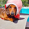 animal, brown_dog, canine, dachshund, daylight, dog, domestic_animal, hat, leisure, lounge_chair, nature, outdoor, pet, pink_hat, pool, relaxing, shade, shade_hat, summer, sunny