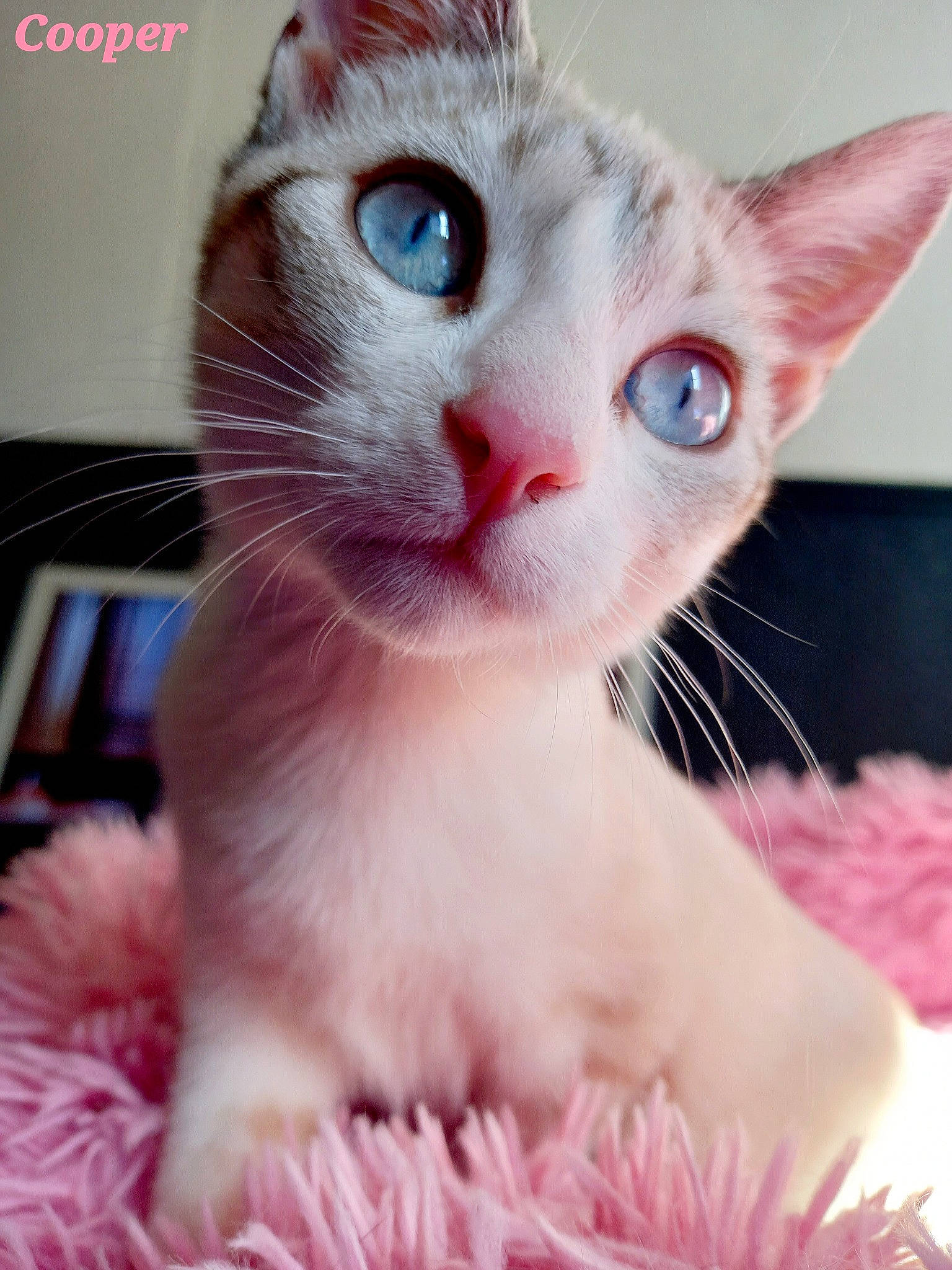 Cooper participe au concours pour gagner de l'argent avec cette photo : carnivore, cat, claw, domestic_short_haired_cat, ear, eyelash, fawn, felidae, fur, iris, magenta, paw, photo_caption, photography, pink, small_to_medium_sized_cats, snout, tail, whiskers, window