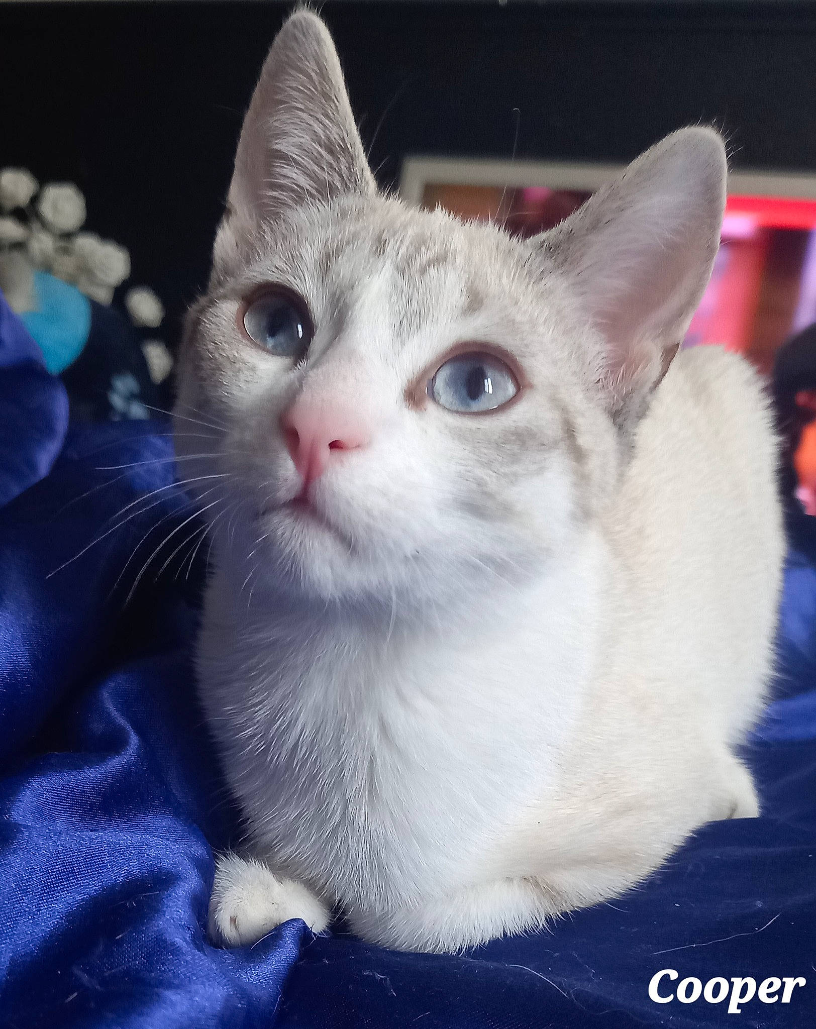 Cooper participe au concours pour gagner de l'argent avec cette photo : carnivore, cat, cat_furniture, domestic_short_haired_cat, electric_blue, felidae, fur, paw, photo_caption, small_to_medium_sized_cats, snout, tail, whiskers