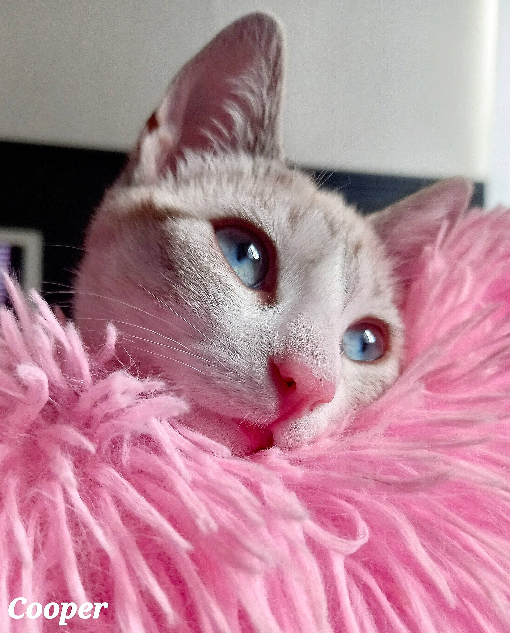 Cooper a rejoint le concours — aidez-le/la à gagner de superbes lots ! carnivore, cat, cat_supply, christmas, claw, comfort, domestic_short_haired_cat, ear, event, fawn, felidae, fur, magenta, paw, pink, small_to_medium_sized_cats, snout, whiskers, window