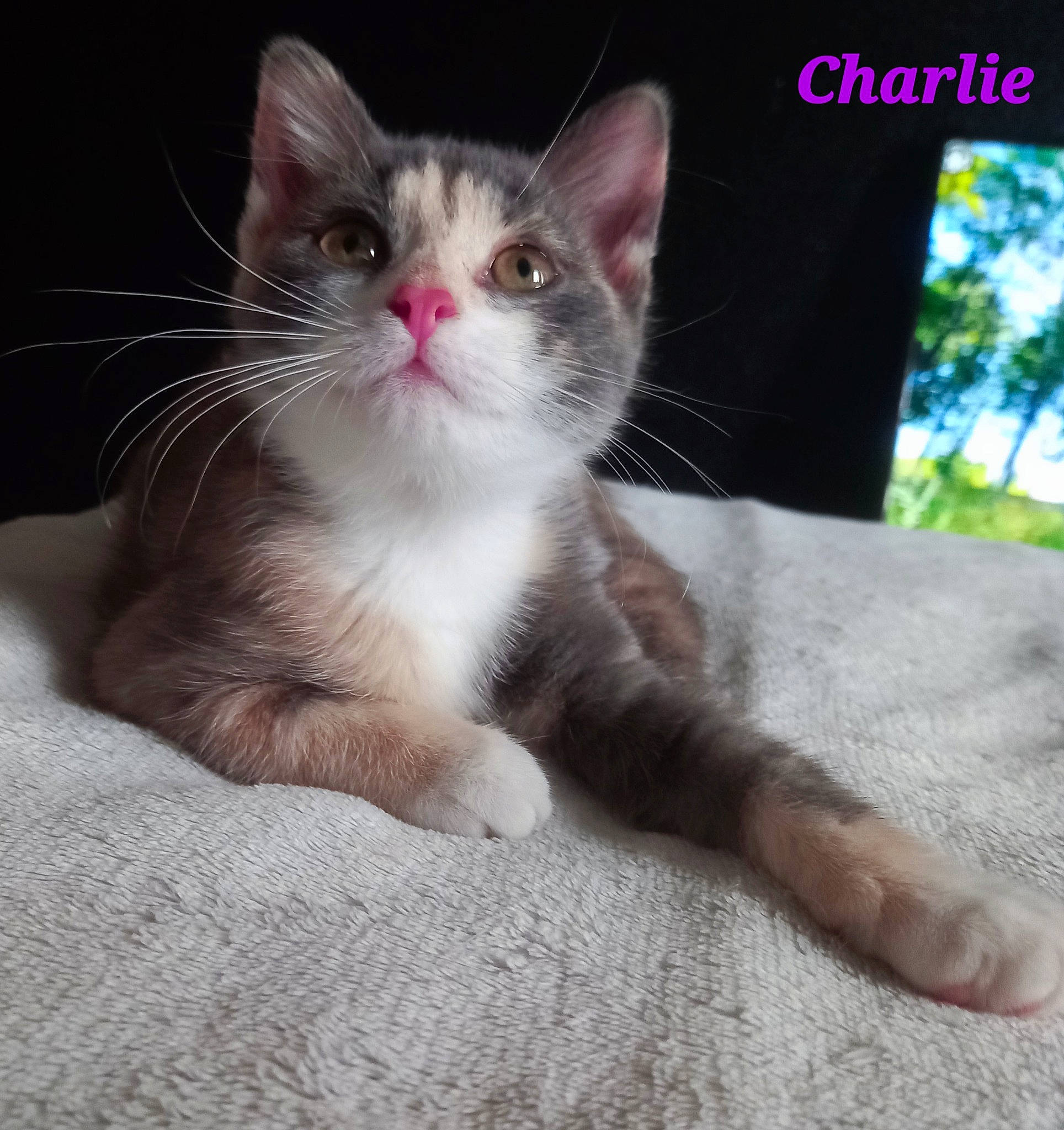 Charlie a rejoint le concours — aidez-le/la à gagner de superbes lots ! box, carnivore, cat, claw, domestic_short_haired_cat, eye, fawn, felidae, foot, fur, paw, photo_caption, small_to_medium_sized_cats, snout, tail, terrestrial_animal, whiskers, window