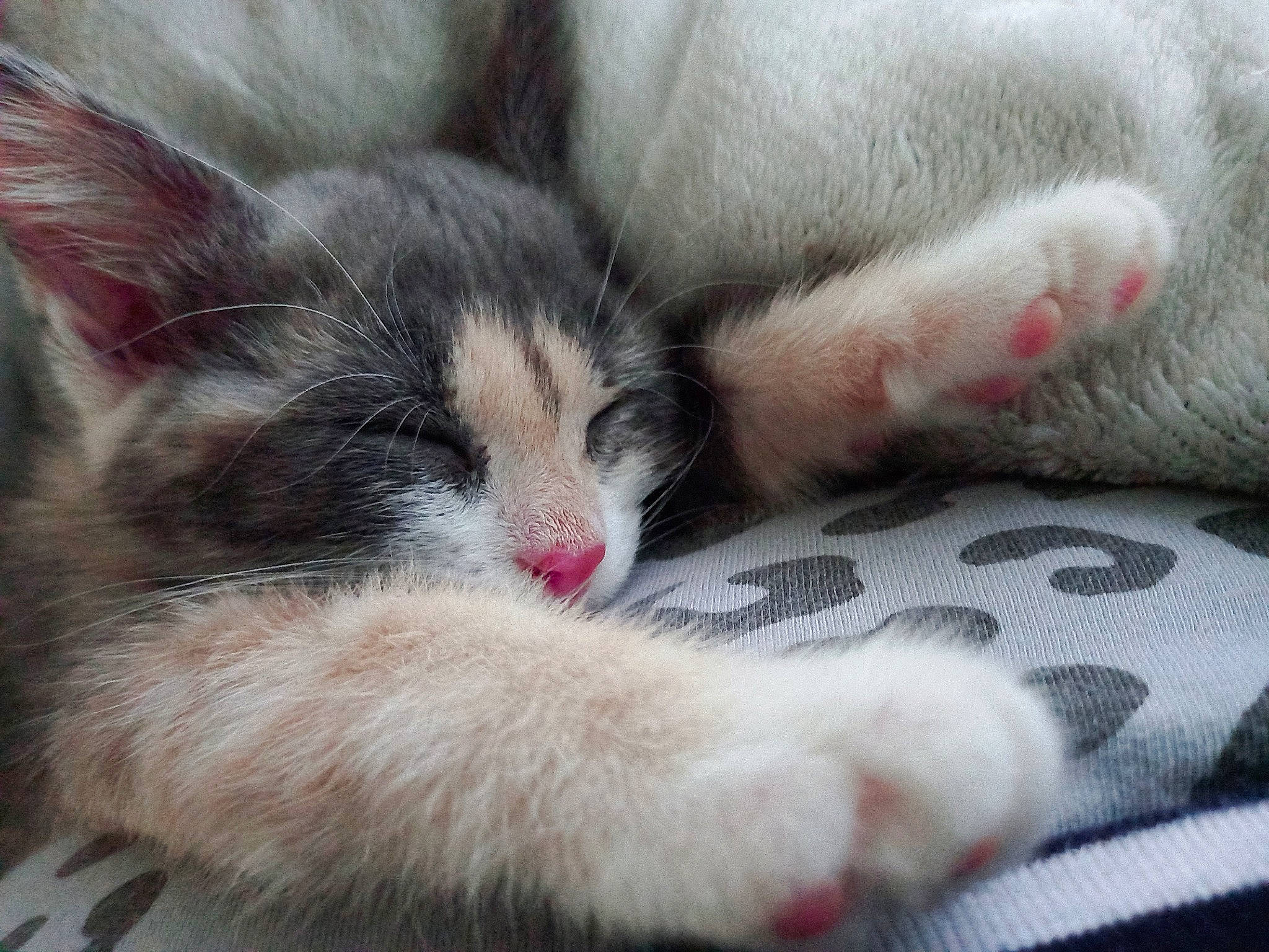 Charlie a rejoint le concours — aidez-le/la à gagner de superbes lots ! carnivore, cat, claw, close_up, comfort, domestic_short_haired_cat, eye, felidae, foot, fur, nap, paw, small_to_medium_sized_cats, snout, tail, terrestrial_animal, whiskers