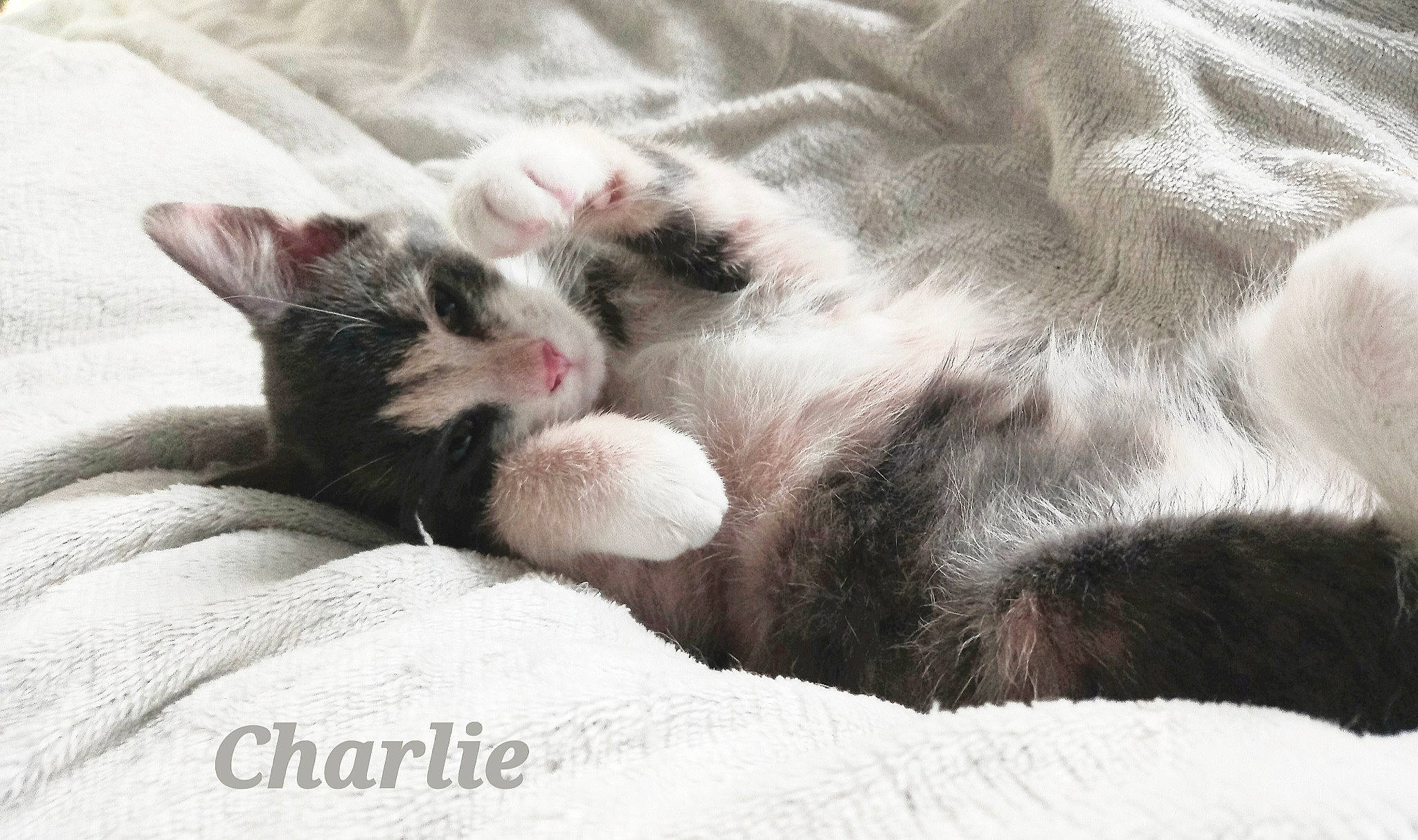 Charlie a rejoint le concours — aidez-le/la à gagner de superbes lots ! bedding, carnivore, cat, claw, cloud, comfort, domestic_short_haired_cat, felidae, fur, grey, linens, nap, paw, sleep, small_to_medium_sized_cats, snout, tail, whiskers