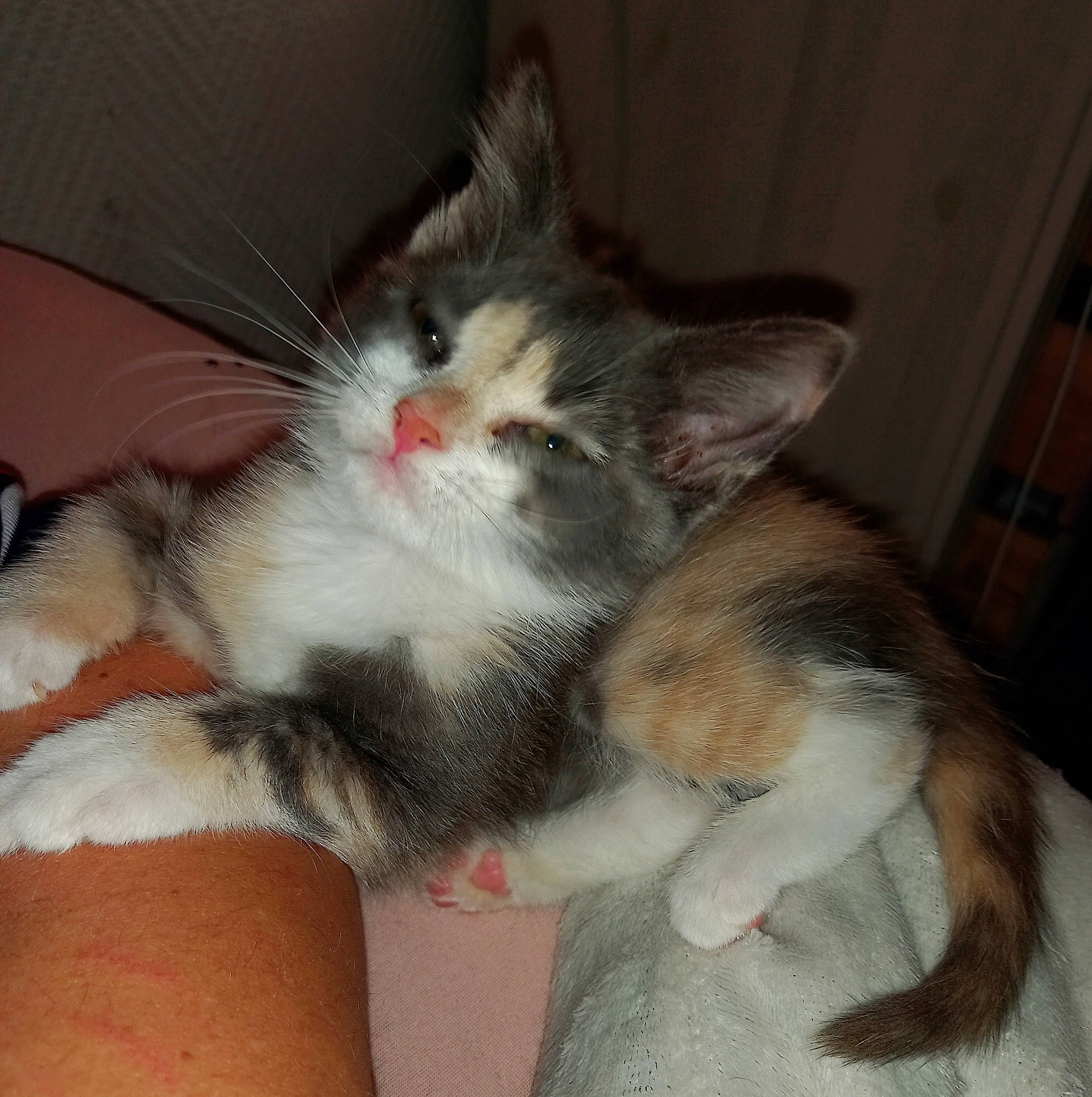 Charlie a rejoint le concours — aidez-le/la à gagner de superbes lots ! carnivore, cat, claw, comfort, companion_dog, domestic_short_haired_cat, eye, fawn, felidae, foot, fur, human_leg, lap, paw, sitting, small_to_medium_sized_cats, snout, tail, thigh, whiskers