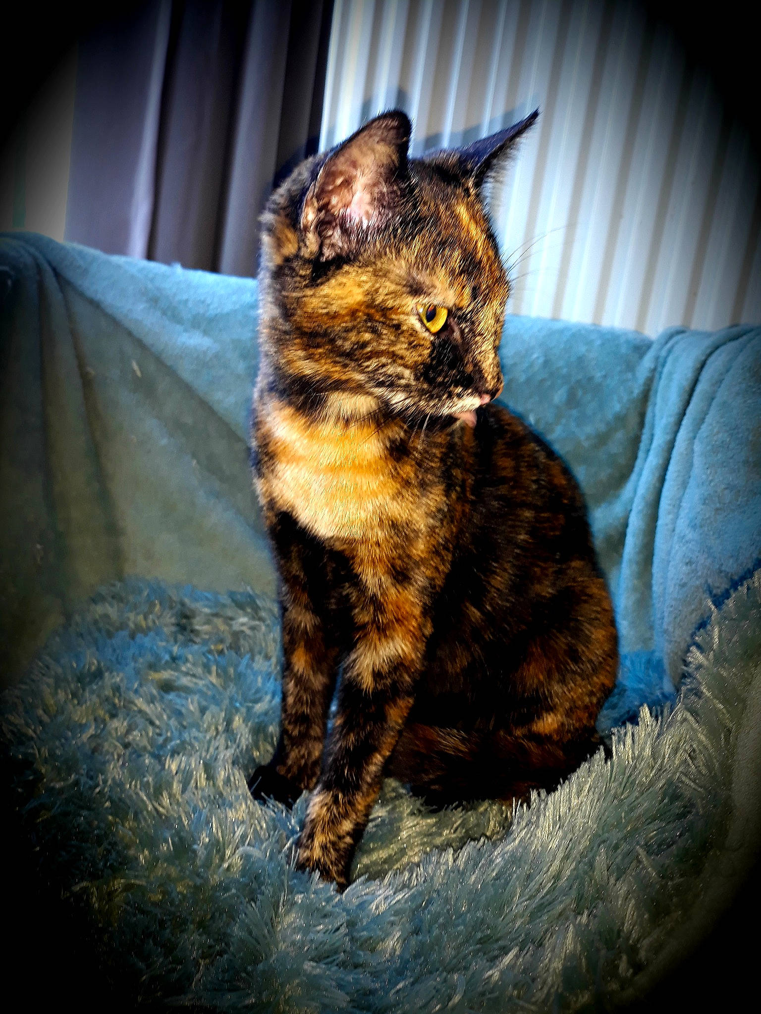 Ysaque participe au concours pour gagner de l'argent avec cette photo : carnivore, cat, claw, comfort, couch, darkness, domestic_short_haired_cat, eye, felidae, flash_photography, fur, grass, paw, small_to_medium_sized_cats, snout, tail, terrestrial_animal, whiskers, wildlife, window