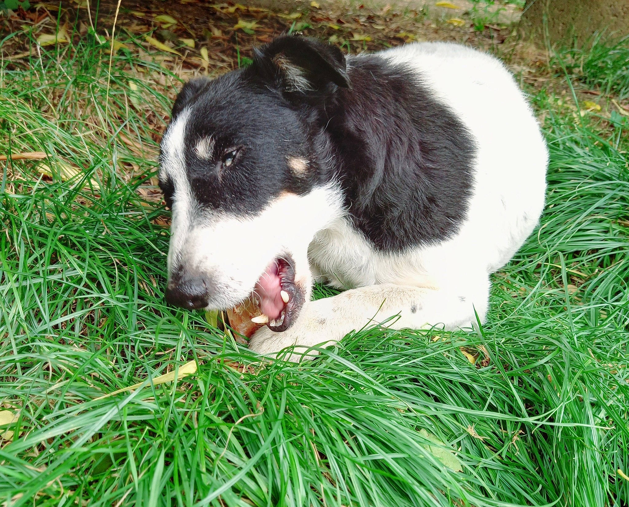Gipsy a rejoint le concours — aidez-le/la à gagner de superbes lots ! borador, canidae, carnivore, companion_dog, dog, dog_breed, grass, grass_family, green, groundcover, herding_dog, lawn, plant, snout, sporting_group, tail, terrestrial_animal, whiskers, working_animal, working_dog