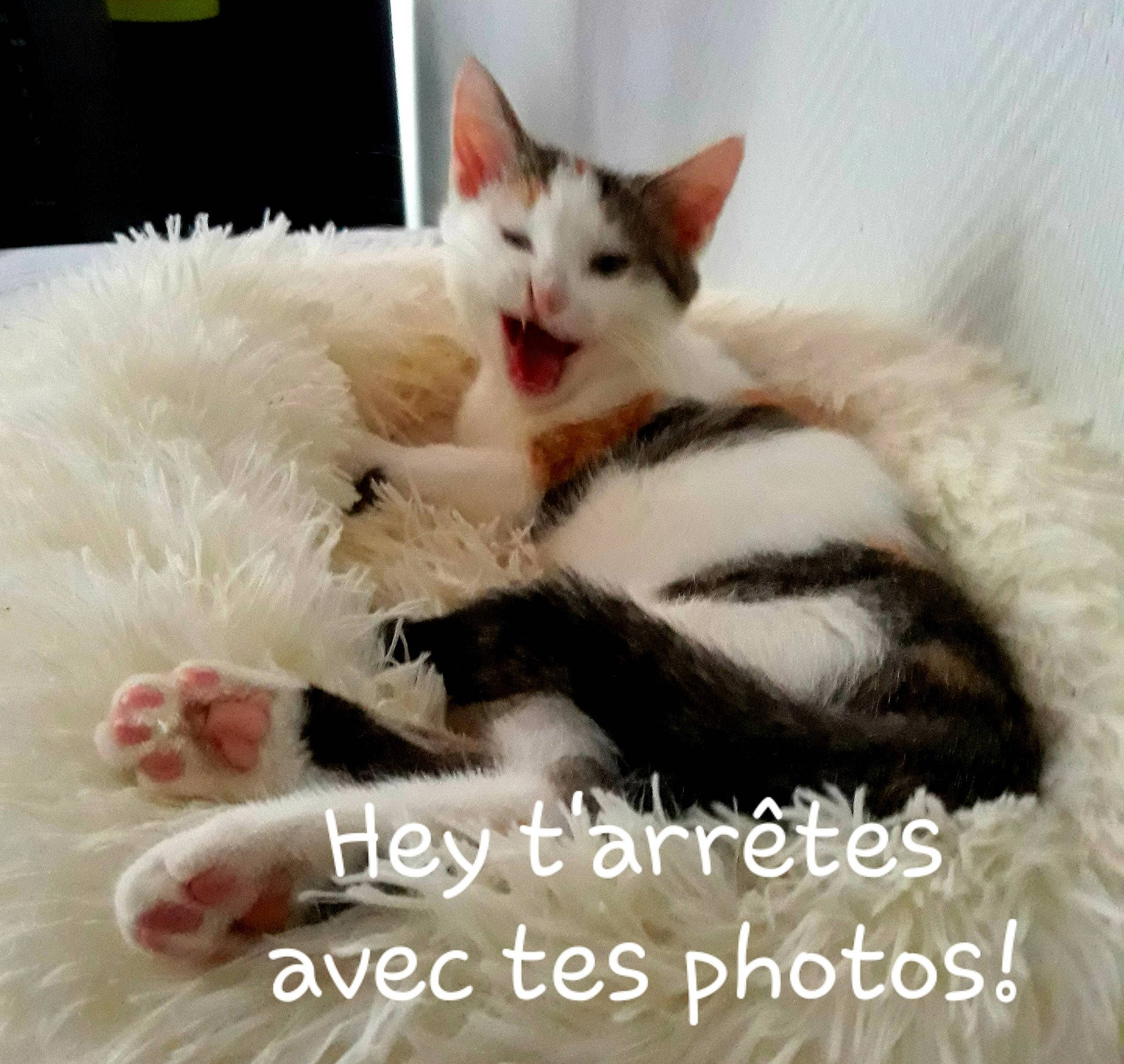 Sacha a rejoint le concours — aidez-le/la à gagner de superbes lots ! bed, carnivore, cat, cat_supply, claw, comfort, couch, domestic_short_haired_cat, felidae, foot, fur, nap, paw, photo_caption, sitting, small_to_medium_sized_cats, snout, tail, whiskers