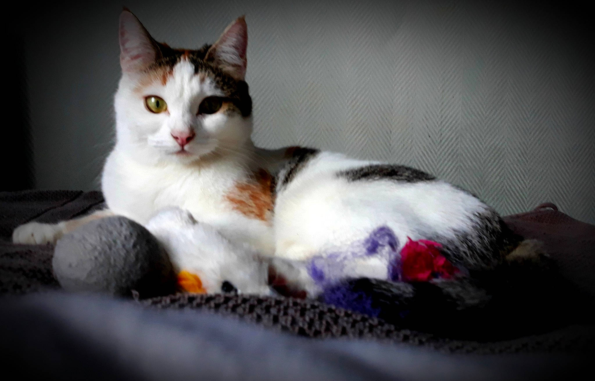 Sacha participe au concours pour gagner de l'argent avec cette photo : box, carnivore, cat, cat_supply, claw, comfort, domestic_short_haired_cat, felidae, fur, paw, sitting, small_to_medium_sized_cats, snout, tail, tree, whiskers