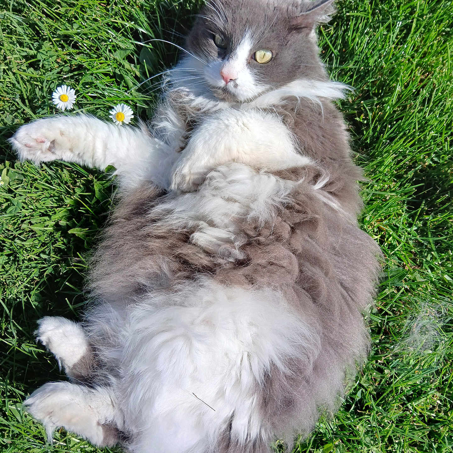 Frepounette a rejoint le concours — aidez-le/la à gagner de superbes lots ! animal, cat, closeup, cute, daisy, flower, fluffy, fur, grass, gray, green, laying_down, mammal, nature, outdoor, paw, pet, relaxed, sunlight, white