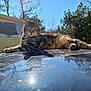 Fusée participe au concours pour gagner de l'argent avec cette photo : cat, tabby_cat, animal, pet, outdoor, sunlight, reflection, car_roof, nature, tree, sky, relaxing, feline, fur, whiskers, daytime, greenery, sunny, calm, resting
