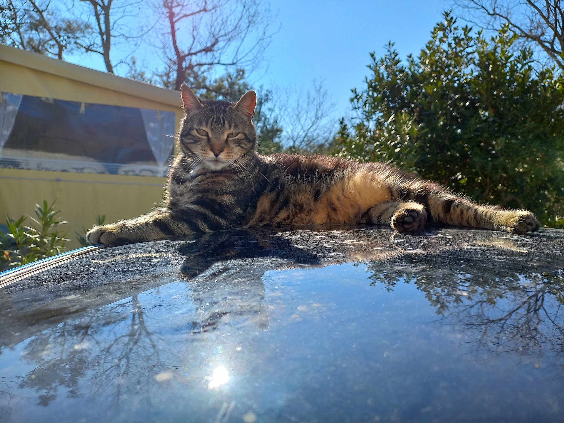 Fusée participe au concours pour gagner de l'argent avec cette photo : cat, tabby_cat, animal, pet, outdoor, sunlight, reflection, car_roof, nature, tree, sky, relaxing, feline, fur, whiskers, daytime, greenery, sunny, calm, resting