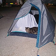 Fusée participe au concours pour gagner de l'argent avec cette photo : cat, tent, night, camping, caravan, gravel, outdoor, animal, pet, tabby, gray, blue, open_tent, recreational_vehicle, dark, relaxing, vacation, travel, leisure, animal_in_tent