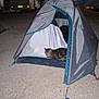 cat, tent, night, camping, caravan, gravel, outdoor, animal, pet, tabby, gray, blue, open_tent, recreational_vehicle, dark, relaxing, vacation, travel, leisure, animal_in_tent