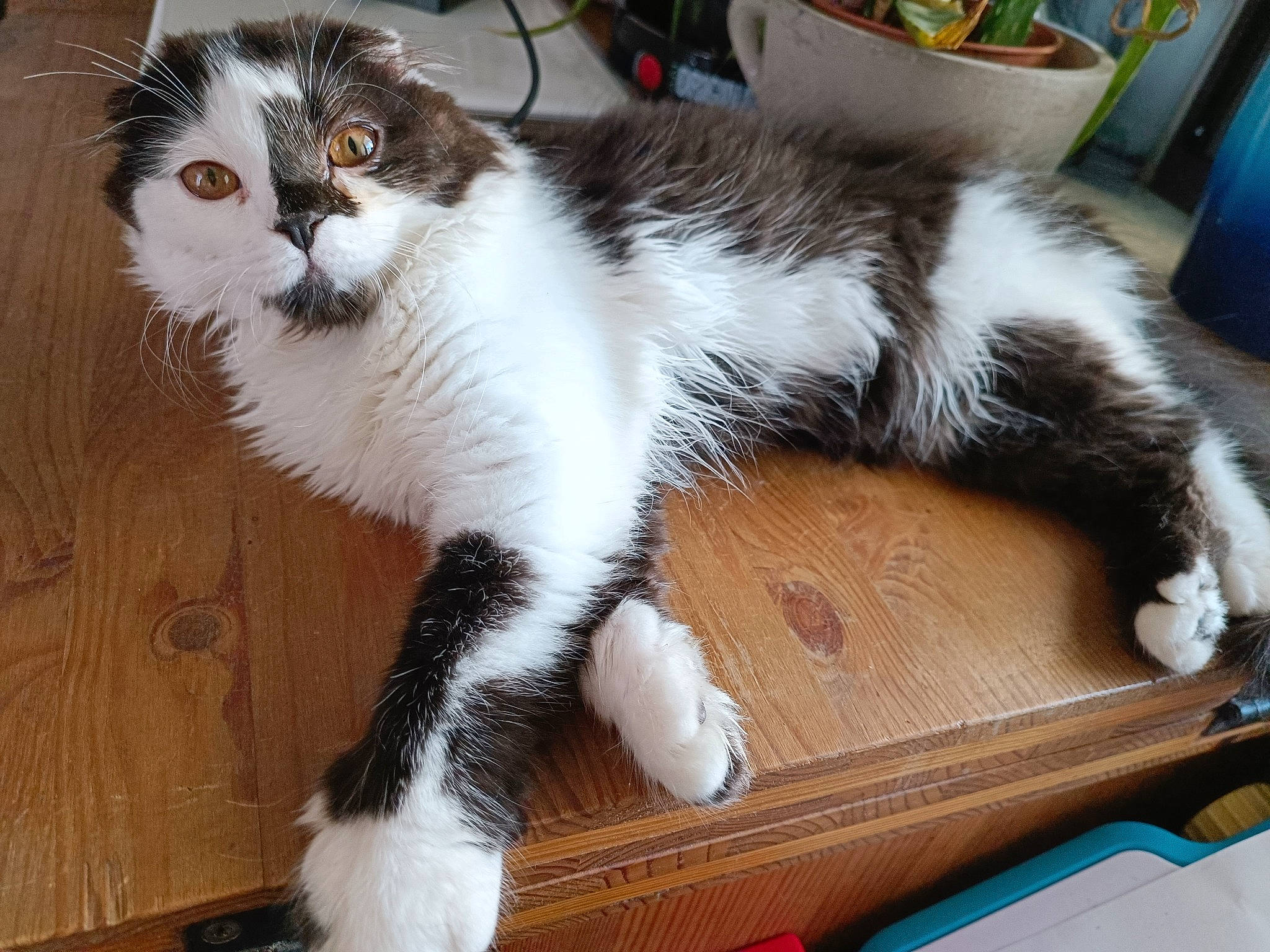 Baratine participe au concours pour gagner de l'argent avec cette photo : carnivore, cat, claw, domestic_short_haired_cat, felidae, flooring, flowerpot, fur, hardwood, paw, small_to_medium_sized_cats, snout, tail, terrestrial_animal, whiskers, window