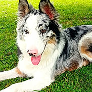 Togo participe au concours pour gagner de l'argent avec cette photo : animal, canine, closeup, dog, ears_up, fur, grass, happy, laying_down, merle_coat, nature, outdoor, park, pet, playful, soccer_ball, summer, sunlight, tongue_out, tree_trunk