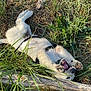 Marley participe au concours pour gagner de l'argent avec cette photo : dog, grass, outdoor, playful, happy, mouth_open, paws, fur, sunlight, nature, wood_log, plants, dry_grass, leash, pet, animal, daylight, canine, lying_down, joy