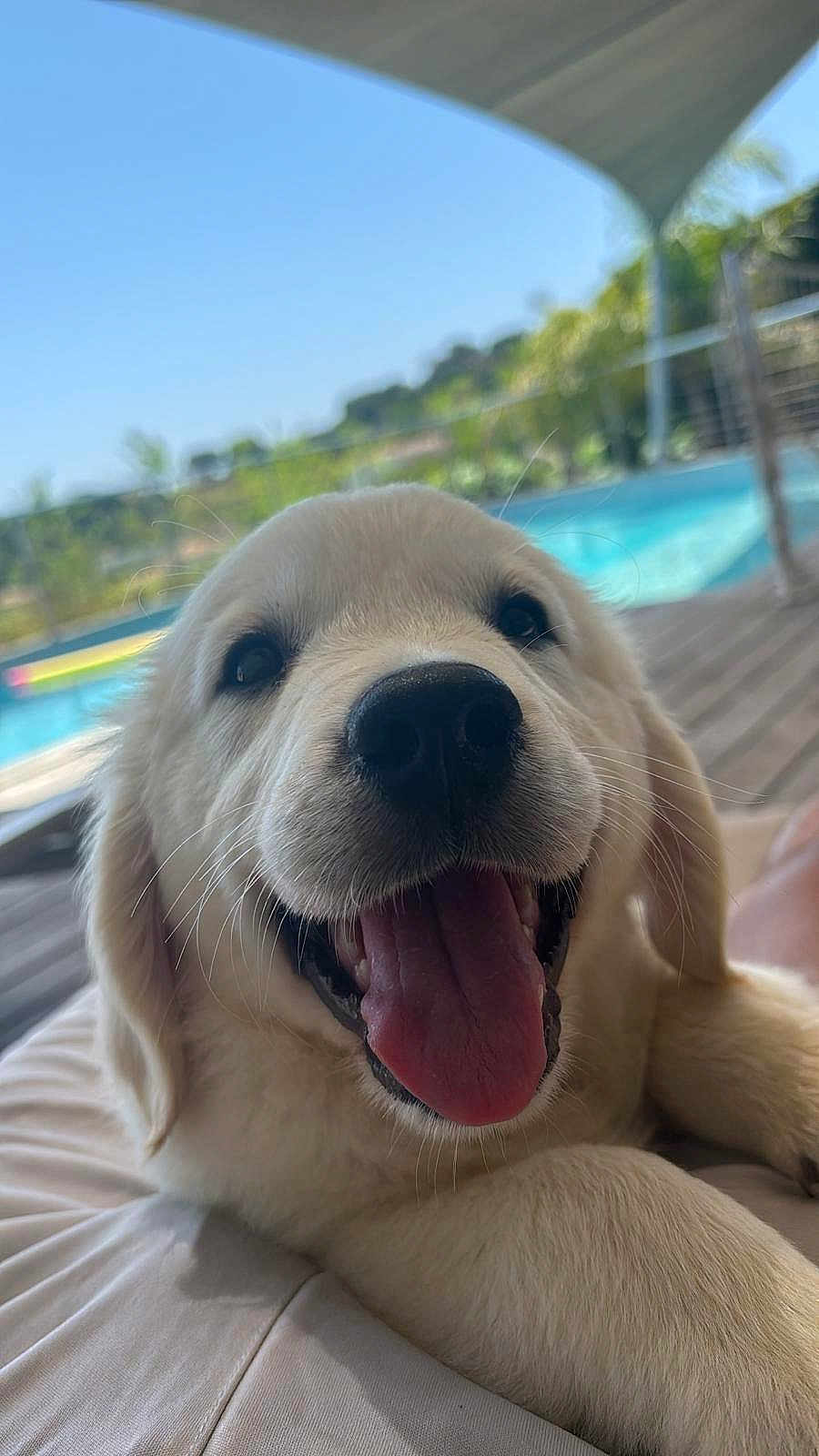 Marley participe au concours pour gagner de l'argent avec cette photo : puppy, dog, golden_retriever, tongue_out, close_up, happy, playful, outdoor, sunny, pool, blue_sky, greenery, pet, animal, cute, fur, lying_down, summer, canine, nature