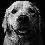 Marley participe au concours pour gagner de l'argent avec cette photo : animal, black_and_white, canine, close_up, dark_background, dog, expression, eyes, fur, happy, head, muzzle, nose, pet, portrait, studio, tongue, water_droplets, wet, whiskers