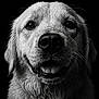 animal, black_and_white, canine, close_up, dark_background, dog, expression, eyes, fur, happy, head, muzzle, nose, pet, portrait, studio, tongue, water_droplets, wet, whiskers