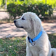 Marley a rejoint le concours — aidez-le/la à gagner de superbes lots ! puppy, dog, white_dog, blue_collar, grass, outdoor, nature, blurred_background, young_dog, pet, animal, sitting, profile_view, cute, fluffy, canine, daylight, greenery, collar, fur