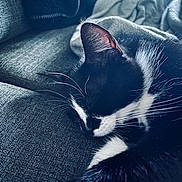 Marmotte a rejoint le concours — aidez-le/la à gagner de superbes lots ! cat, sleeping, black_and_white, whiskers, couch, blanket, indoor, pet, fur, closeup, relaxing, cozy, resting, domestic_animal, feline, soft_light, texture, home, animal, nap