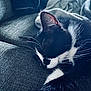 cat, sleeping, black_and_white, whiskers, couch, blanket, indoor, pet, fur, closeup, relaxing, cozy, resting, domestic_animal, feline, soft_light, texture, home, animal, nap