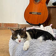 Sia a rejoint le concours — aidez-le/la à gagner de superbes lots ! cat, tabby_cat, white_cat, fluffy_bed, indoor, guitar, wooden_floor, relaxed, pet, feline, cozy, resting, musical_instrument, brown, black, white, pink_nose, yellow_eyes, furniture, home