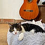 cat, tabby_cat, white_cat, fluffy_bed, indoor, guitar, wooden_floor, relaxed, pet, feline, cozy, resting, musical_instrument, brown, black, white, pink_nose, yellow_eyes, furniture, home