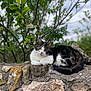 cat, stone_wall, branch, leaves, outdoor, nature, relaxed, feline, animal, resting, greenery, sky, tree, pet, wildlife, mammal, fur, whiskers, garden, calm