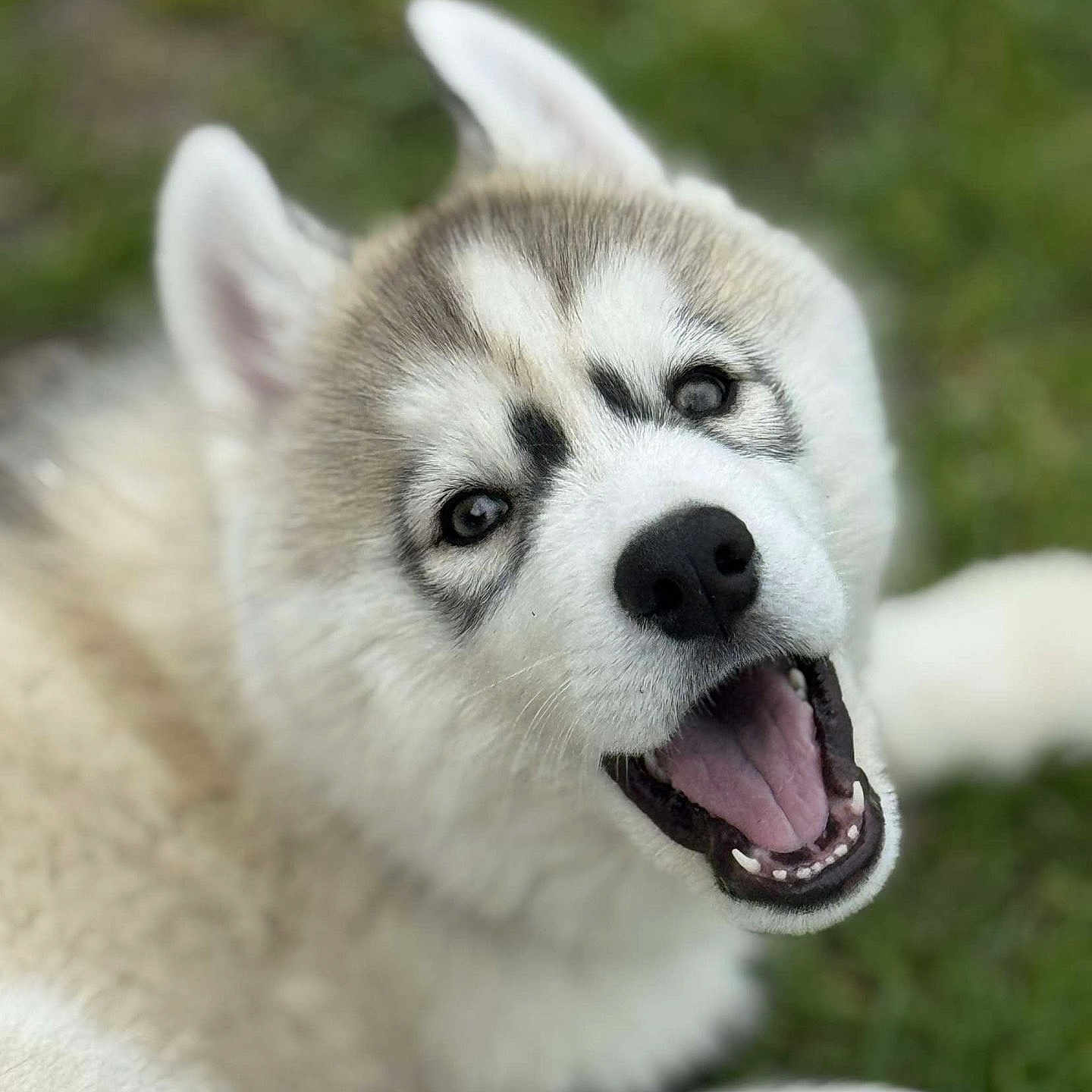 Arrow a rejoint le concours — aidez-le/la à gagner de superbes lots ! animal, ball, bodypart, canine, dog, eskimodog, football, grass, husky, mouth, person, pet, puppy, snout, soccer, soccerball, sport, tongue, whitedog, wolf