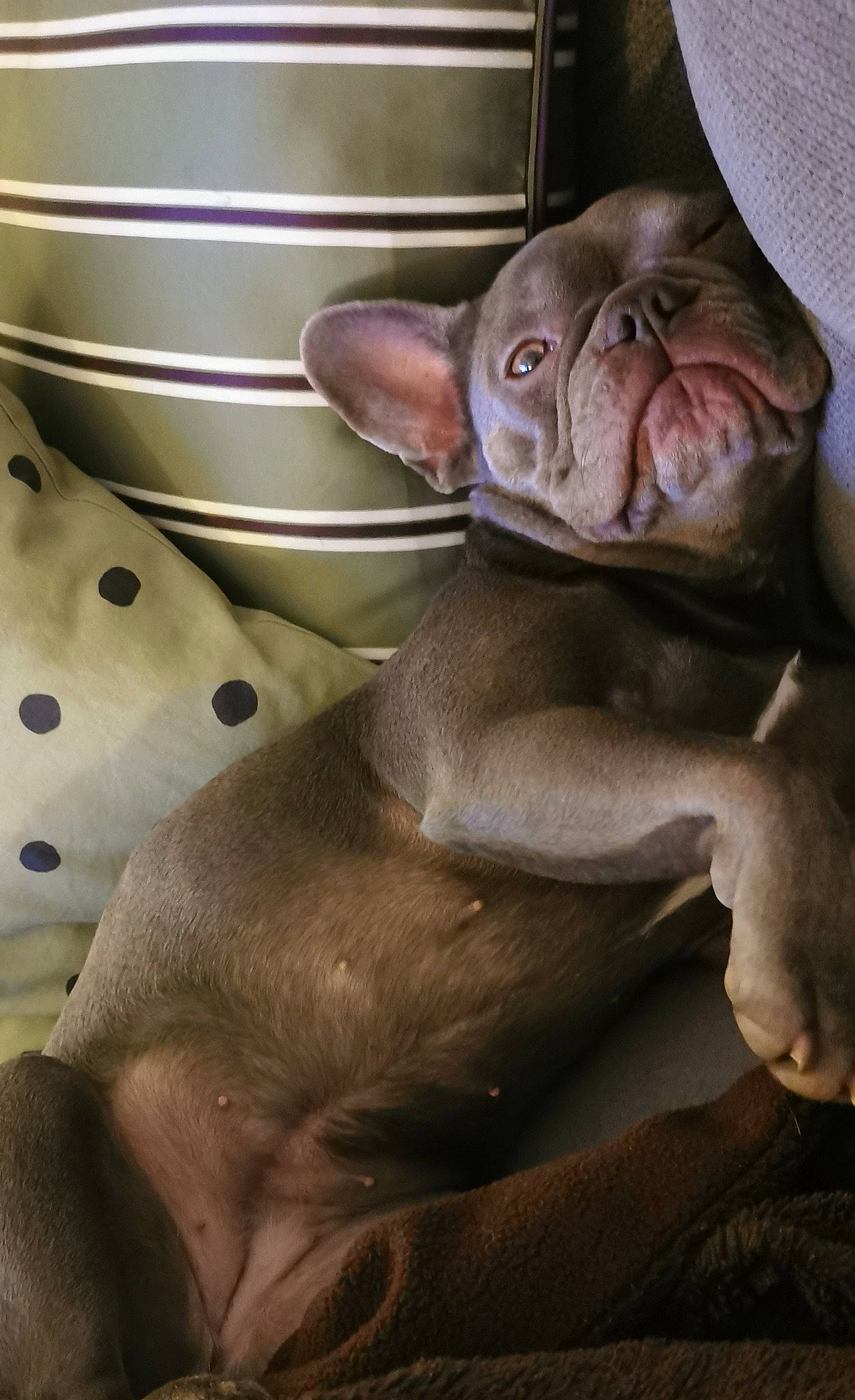 Lila participe au concours pour gagner de l'argent avec cette photo : carnivore, chest, comfort, companion_dog, dog, dog_breed, ear, fawn, fur, jaw, liver, metal, non_sporting_group, organism, snout, terrestrial_animal, toy, whiskers, working_animal, wrinkle