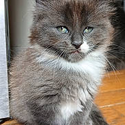 Gilbert joined the competition — help win amazing prizes! animal, cat, cute, eyes, feline, floor, fluffy, fur, gray, indoor, kitten, nose, paws, pet, portrait, sitting, small, whiskers, white, young